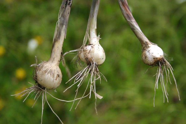 Bulbs-of-wild-Onion