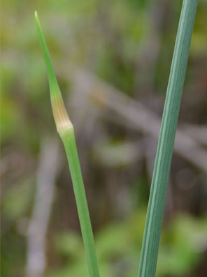 Flower-bud-and-leaf-of-Wild-onion