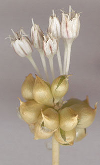 Flower-heads-of-Wild-onion