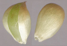 Individual-Bulbils-of-Wild-onion