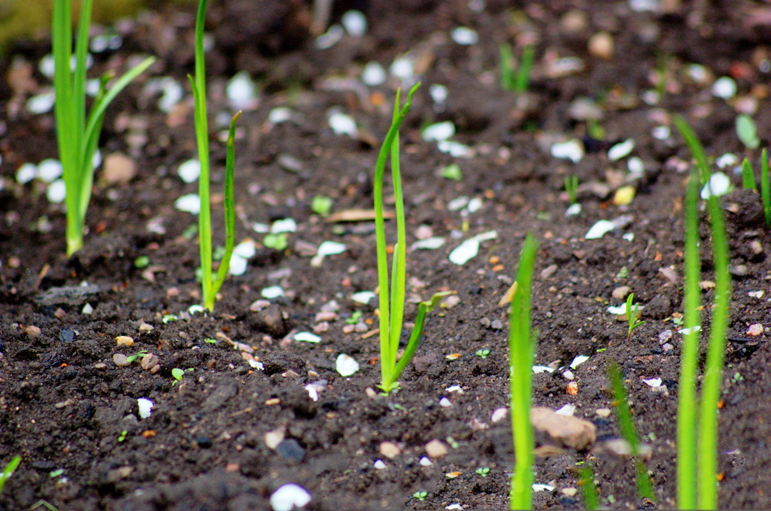 Seedlings-of-Wild-onion
