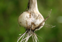 Closer-view-of-Wild-onion-bulb