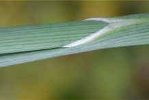 Closer-view-of-leaf-base-and-stem
