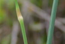 Flower-bud-and-leaf-of-Wild-onion