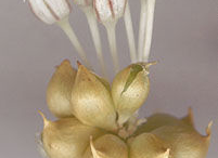 Flower-heads-of-Wild-onion