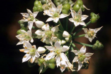 Flower-of-Wild-onion