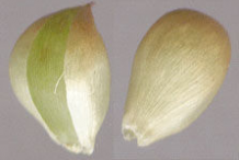 Individual-Bulbils-of-Wild-onion
