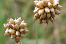 Mature-bulbils-of-Wild-onion