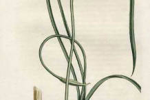 Plant-Illustration-of-Wild-onion