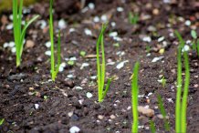 Seedlings-of-Wild-onion