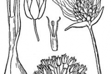 Sketch-of-wild-Onion