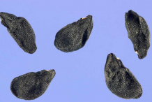 Wild-onion-Seeds