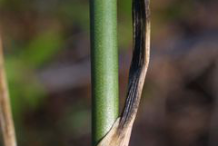 Wild-onion--Stem