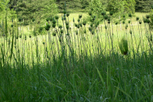 Wild-onion-farming