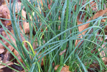Wild-onion-plant