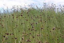 Wild-onion-plants-growing-wild