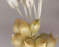 Flower-heads-of-Wild-onion