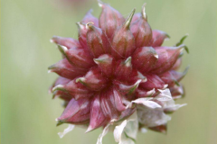 Unmature-bulbils-of-Wild-onion