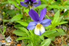 Close-view-of-Wild-Pansy-flower