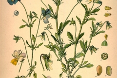 Plant-illustration-of-Wild-pansy