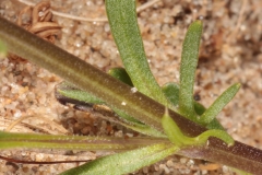 Stem-of-wild-pansy