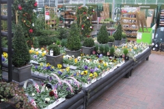 Wild-pansy-for-sale