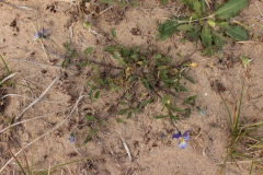 Wild-pansy-plant