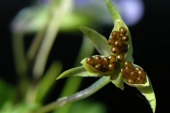 Wild-pansy-seed-capsule