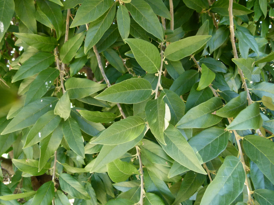 Leaves-of-Wild-Peach-plant