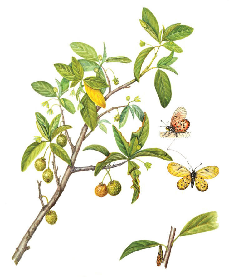 Plant-Illustration-of-Wild-Peach