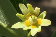 Closer-view-of-Wild-Peach-flowers