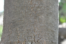 Trunk-of-Wild-Peach-plant