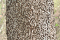 Bark-of-Wild-Peach