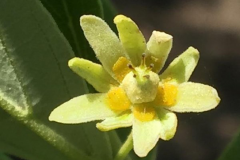 Closer-view-of-Wild-Peach-flowers