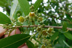 Flowers-of-Wild-Peach-plant