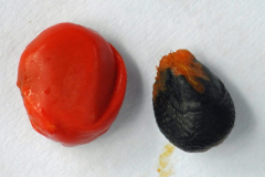 Fruit-and-seed-of-Wild-Peach-plant