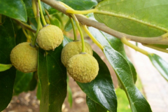 Fruit-of-Wild-Peach