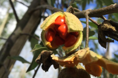 Fruit-spliting-on-the-tree