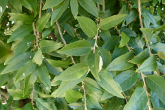 Leaves-of-Wild-Peach-plant