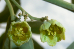 Male-flower-of-Wild-Peach-plant