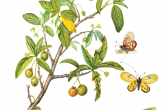 Plant-Illustration-of-Wild-Peach