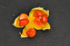 Wild-Peach-Fruit-disclosing-seeds