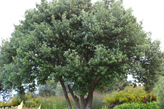 Wild-Peach-plant