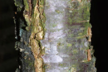 Bark-of-Wild-Plum