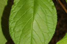 Leaf-of-Wild-Plum