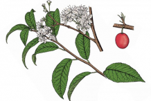 Plant-Illustration-of-Wild-Plum