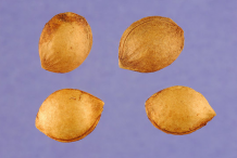 Seeds-of-Wild-Plum