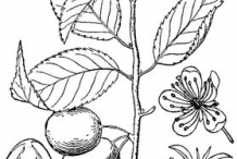 Sketch-of-Wild-Plum