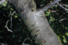 Trunk-of-Wild-Plum