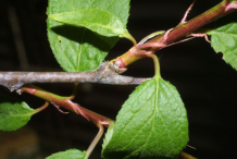 Twigs-of-Wild-Plum